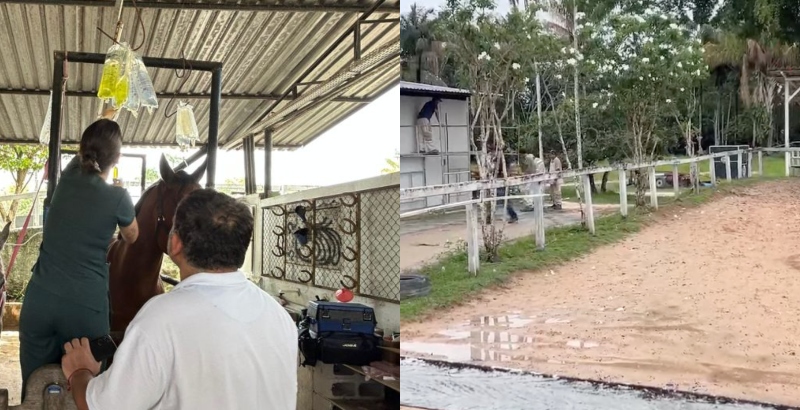 Número de cavalos mortos em Manaus chega a 25 e investigação sobre possível envenenamento progride