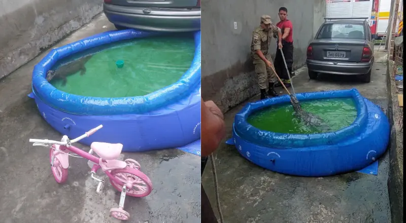 Dona de casa encontra jacaré na piscina; saiba o que fazer