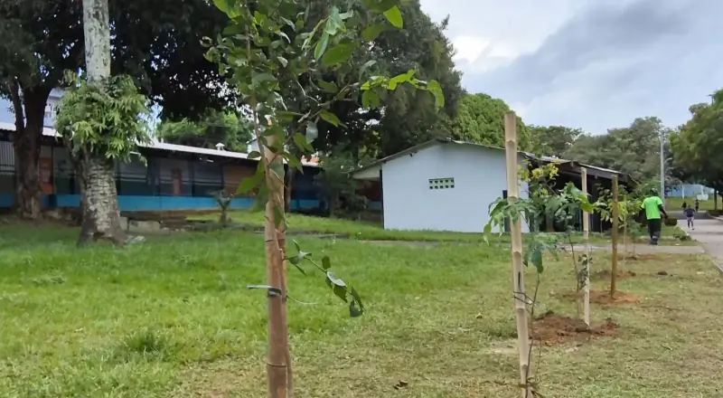 Prefeitura realiza manutenção da arborização e melhora Parque 10