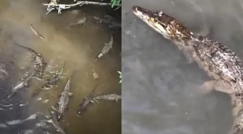 O igarapé mais fraco de Manaus: jacarés se refrescando juntos