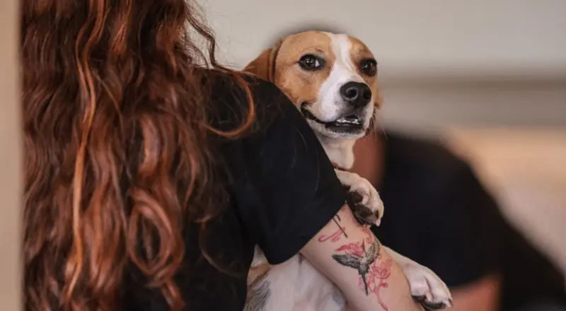 Governo Federal sanciona lei que define normas para pets em guarda compartilhada