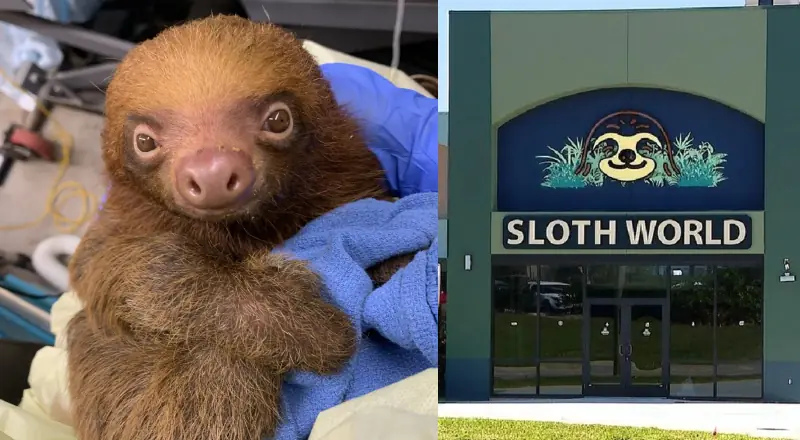 Tragédia na Flórida: Sloth World fecha após mortes de preguiças