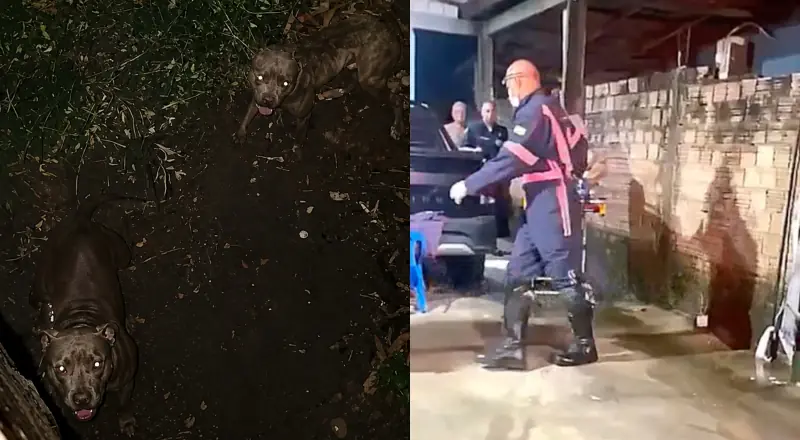Ladrão pula muro e se depara com Pitbulls impiedosos: surpresa!