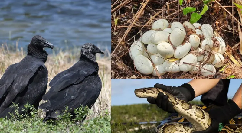 Natureza contra-ataca: Urubus e sua nova dieta na Flórida