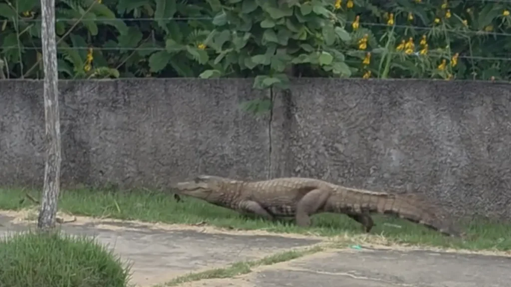 Momento de tensão: jacaré gigante assusta atletas em treino