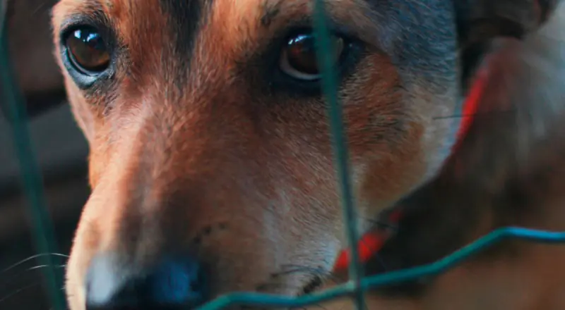 Revoltante: homem é preso após abusar de cachorro em Manaus