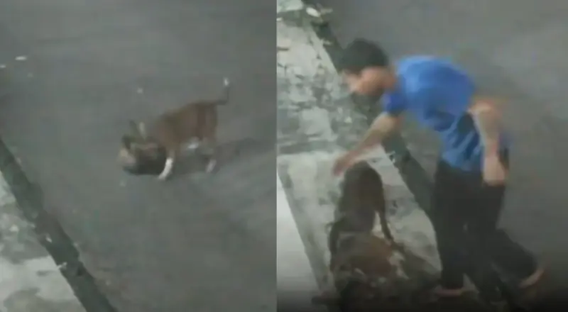 Tutor de pitbull é alvo de críticas após ataque a animal doméstico