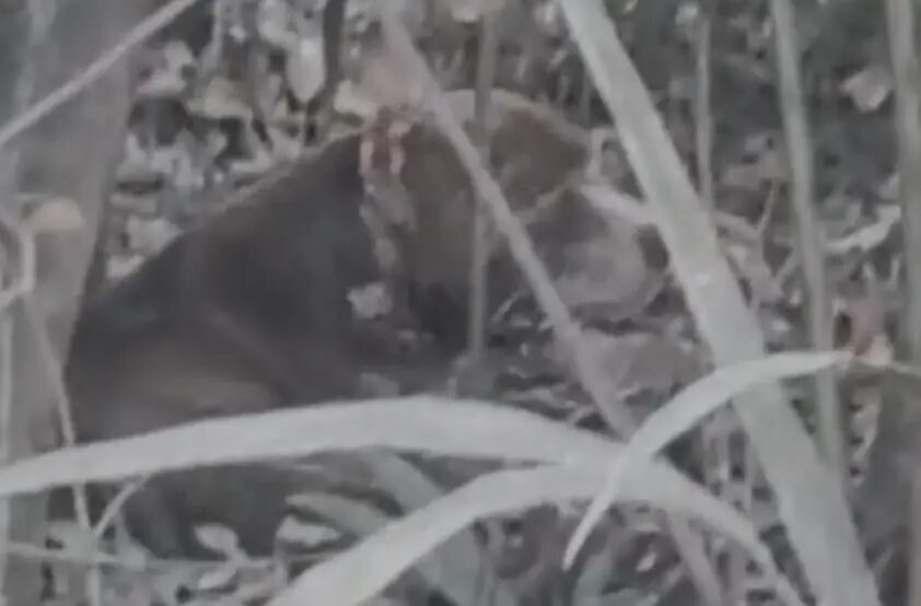 Olhar de tristeza: pitbull resgatado e recuperado em Maués
