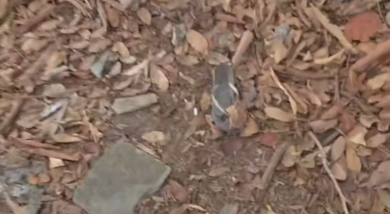 Mulher é encontrada morta no Parque Mosaico em Manaus