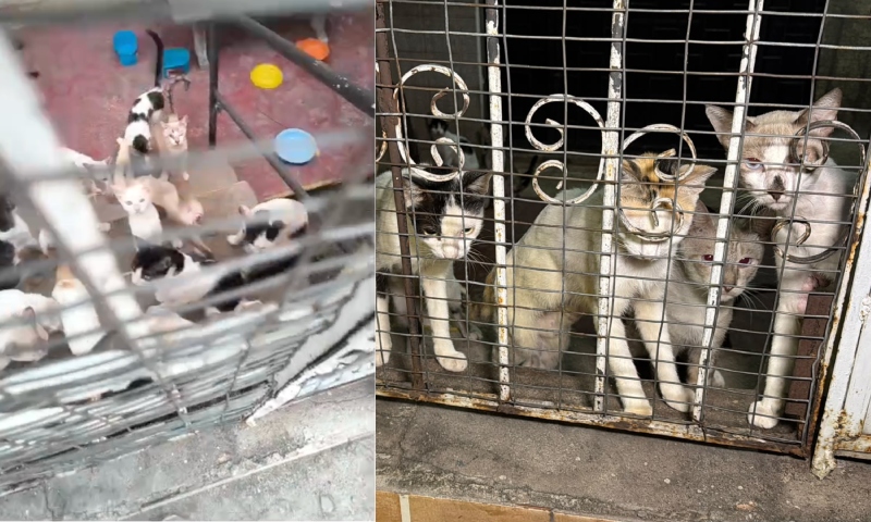 "30 gatos abandonados em casa de chacina no São Jorge: ajude!"
