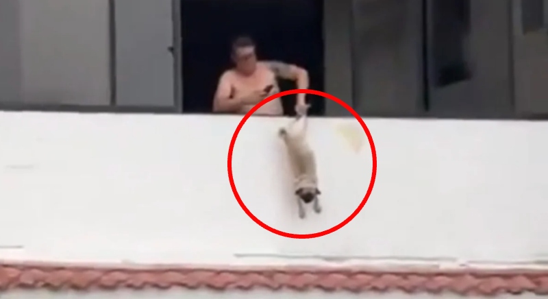 Cena revoltante! Ex-jogador preso por maltratar cachorro em vídeo.